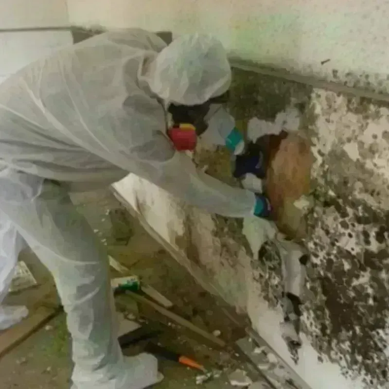 Mold Remediation and Removal in Darlington, WI